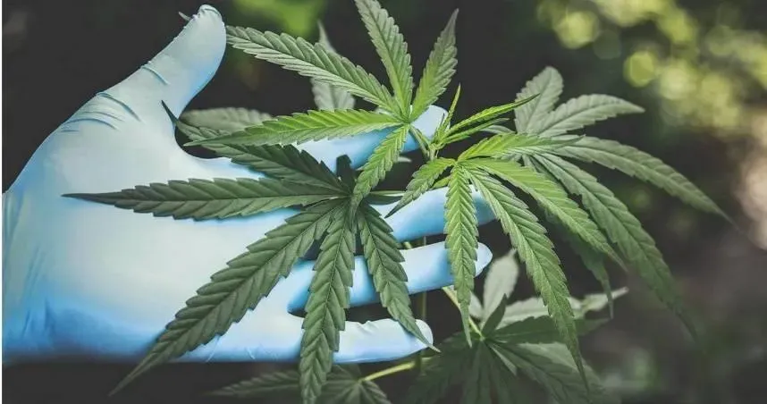 Joeman、吳祖倫快看！呼麻恐不孕　泌尿醫示警：膀胱癌風險增3.4倍