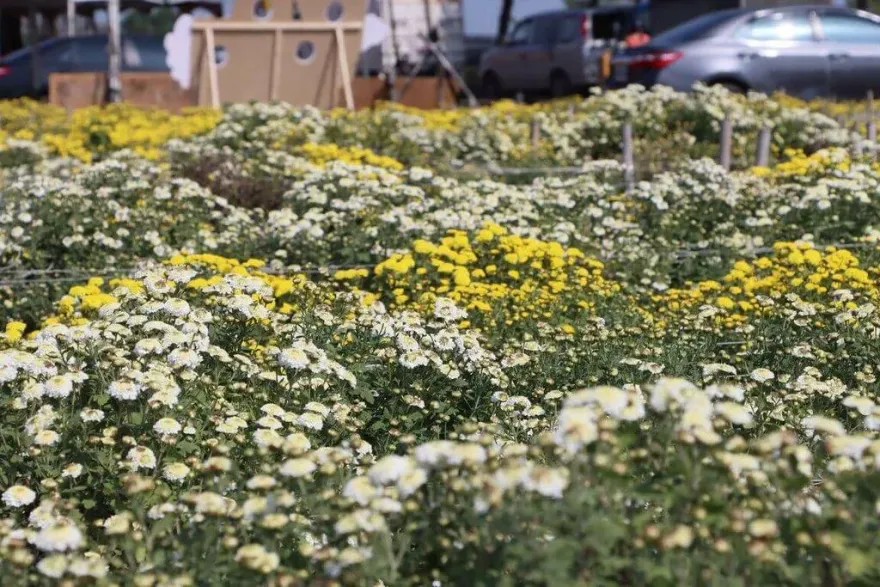 最佳賞花時機！苗栗銅鑼杭菊節登場　11/11連2日限時「嘗芋頭、米粉」