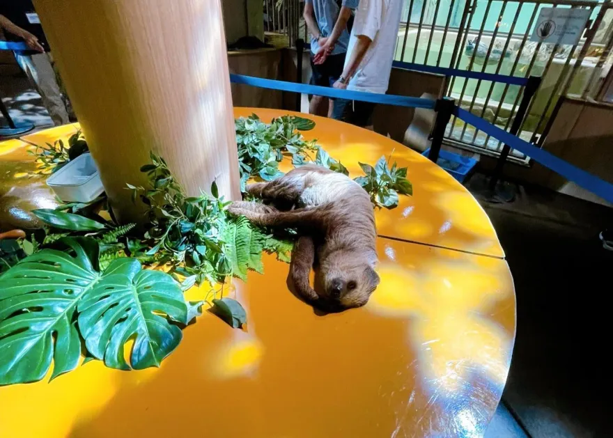 爽躺等下班！日本「樹懶變地懶」　飼養員嘆：連吊著都嫌麻煩