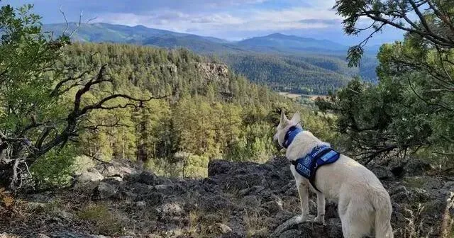 忠犬小八真實版！71歲翁帶狗攀3800米高峰喪命　牠伴遺體3個月「瘦如柴」