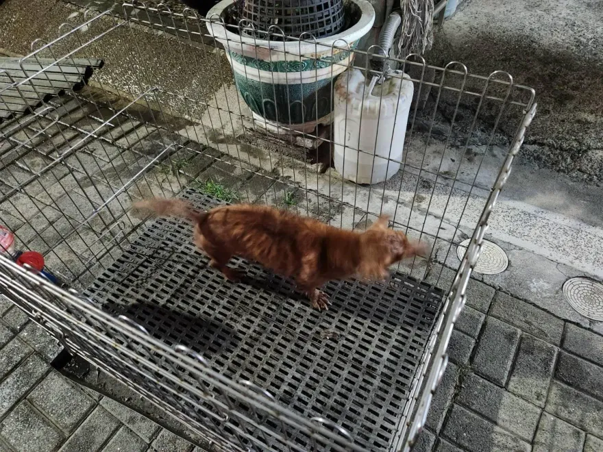 影/台南寵物店凌晨大火！全面燃燒　25隻萌犬成焦屍、倖存臘腸奪門保命
