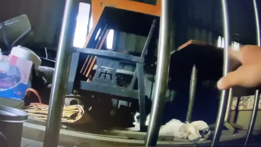 影/差點失身！烏來老街店狗遭竊、警救出「肉票」　男辯：抓去配種