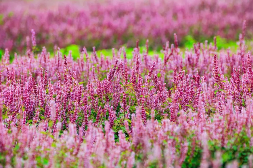 走入桃樂絲的奇幻國度！桃園仙草嘉年華「紫爆」登場
