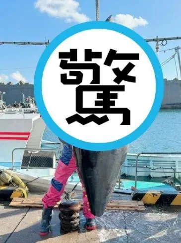 女優新作極品級鹹濕！「港口抱緊」135公斤巨物黑鮪魚