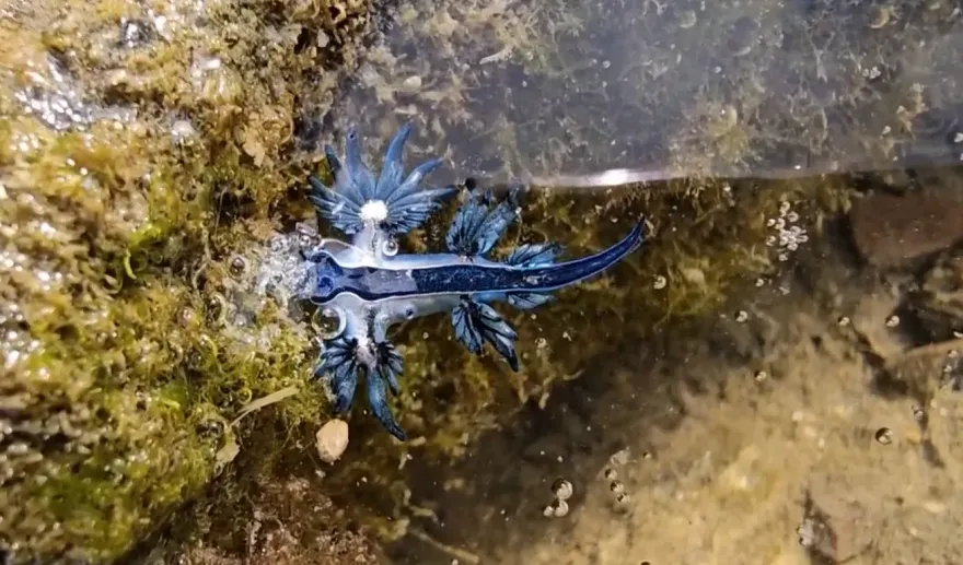 影/夢幻「海神海蛞蝓」基隆現蹤！4種齊報到　專家：很毒千萬別摸
