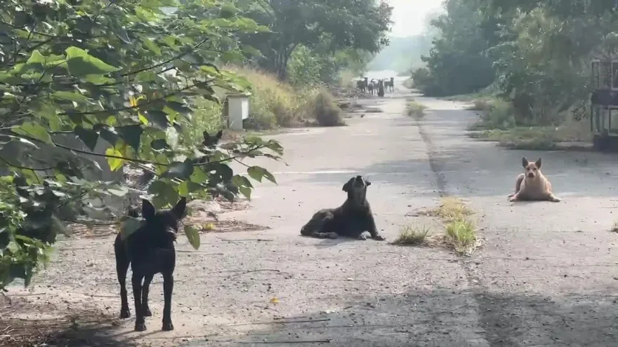 影/帶打狗棒防身！竹北浪浪聚集追車狂吠　網憂「喪屍犬」追咬誰負責