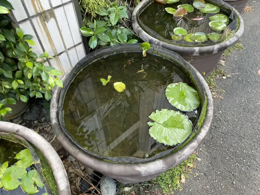 影/高雄民宅「6缸孔雀魚」一夜消失！飼主急報警　「兇手曝光」讓他看傻眼