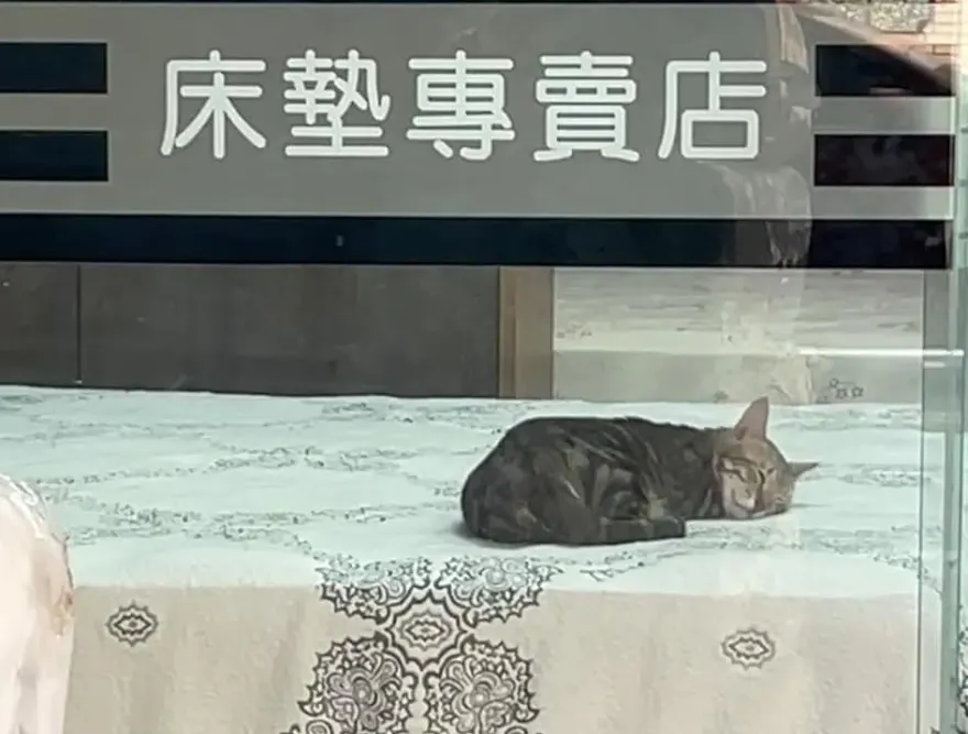 保證好睡！床墊專賣店驚見「最萌試躺員」　網笑：最佳代言喵