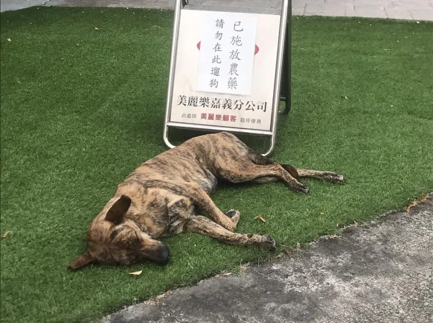 草皮施放農藥「請勿遛狗」！汪星人睡倒配合演出　網笑：還有呼吸嗎