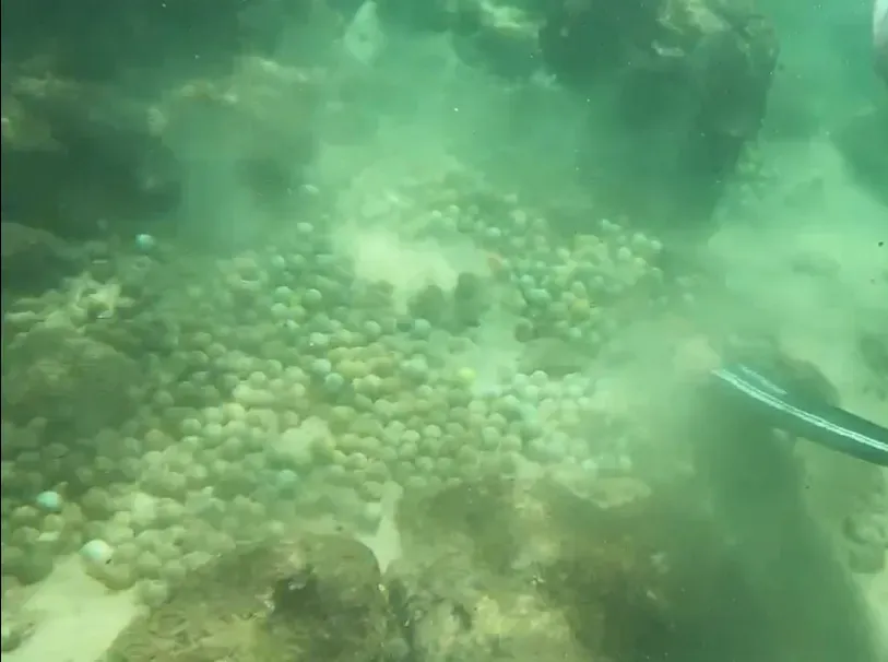 影/碧海藍天藏惡習...日本宮古島逾5000顆高爾夫球沉海底　專家憂破壞海洋生態
