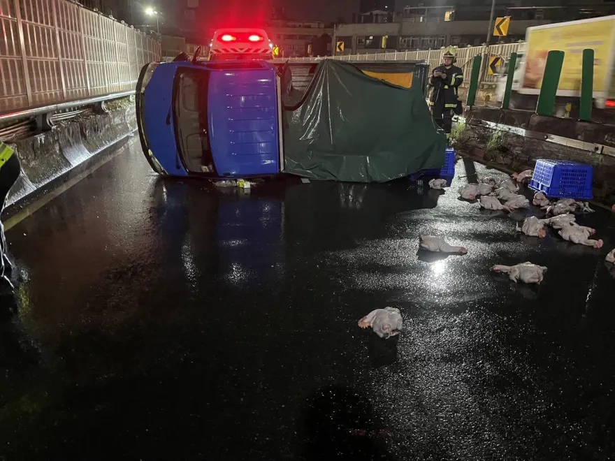 影/雞不可失！新北三重貨車自撞護欄側翻　「電宰雞散滿地」警消忙幫撿