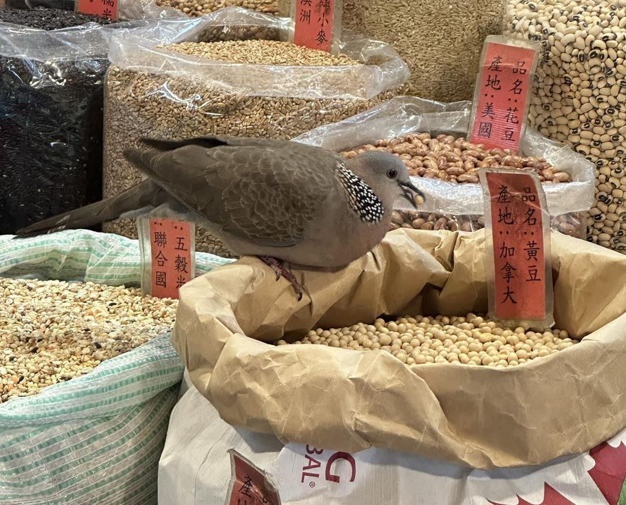 鳥界吃到飽！肥鳥狂吃雜糧店黃豆　網驚：好怕牠拉出來