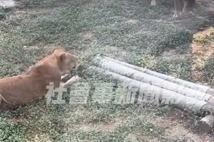 影/活吃片！小獼猴掉到「獅子的家」當場變點心　壽山動物園表遺憾