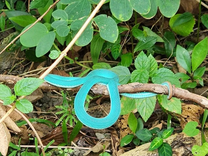 影/絕美「Tiffany藍青竹絲」現蹤南部山區！　眾人讚嘆太夢幻、似「天仙」