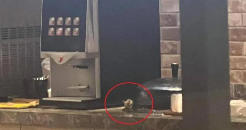 又見「料理鼠王」！天母餐廳自助吧台亂爬　畫面曝光網狂起雞皮