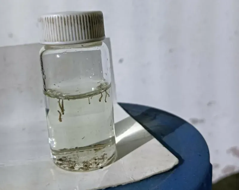 疫情趨緩了！高雄本土登革熱+25　2里解除群聚管制
