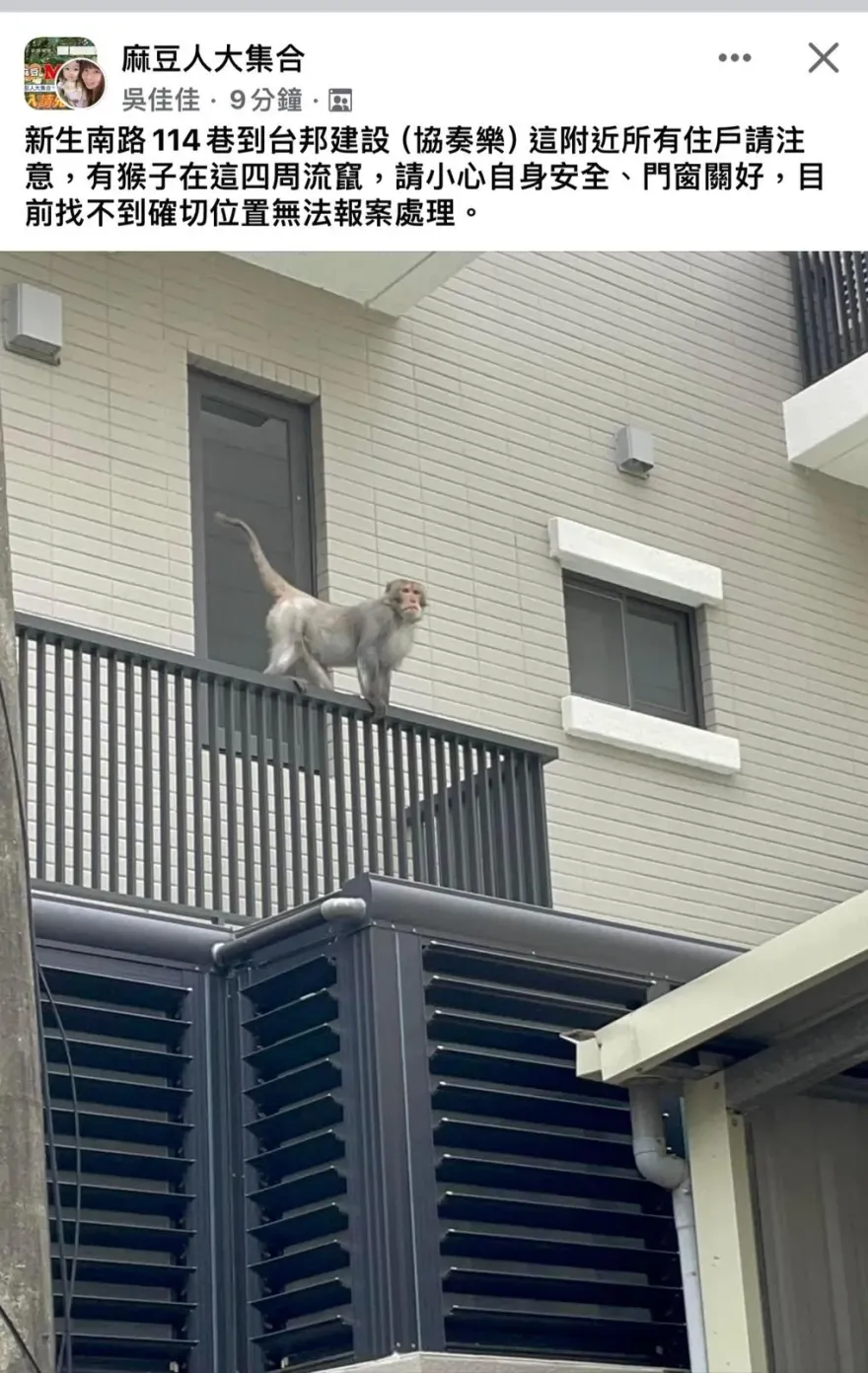 影/台南麻豆猴王出沒！侵入民宅闖鴿舍、吃香蕉　農業局追緝中