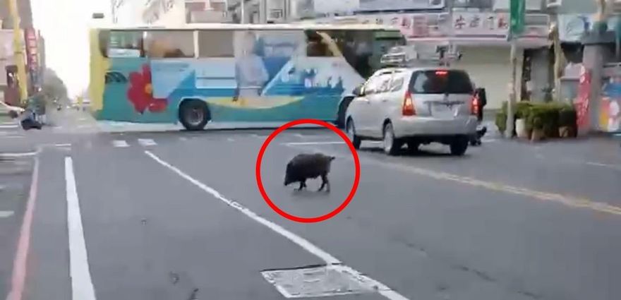 影/屏東黑豬「阿財」逛大街！跑給警察追　還知道要走斑馬線