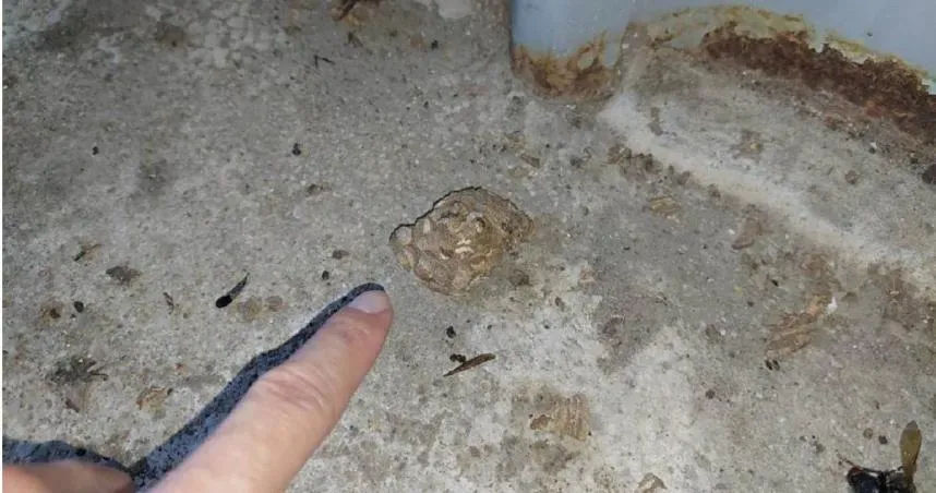 新北翁摘自家虎頭蜂窩遭攻擊！一度命危　老伴還原恐怖過程