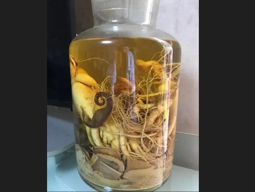 影/泡了2年！廣東男喝光藥酒　才發現海馬是「塑膠」咬不斷