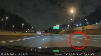 影/「吉」度驚險！吉娃娃高速公路上驚慌狂奔　熱心駕駛合力包抄成功救援