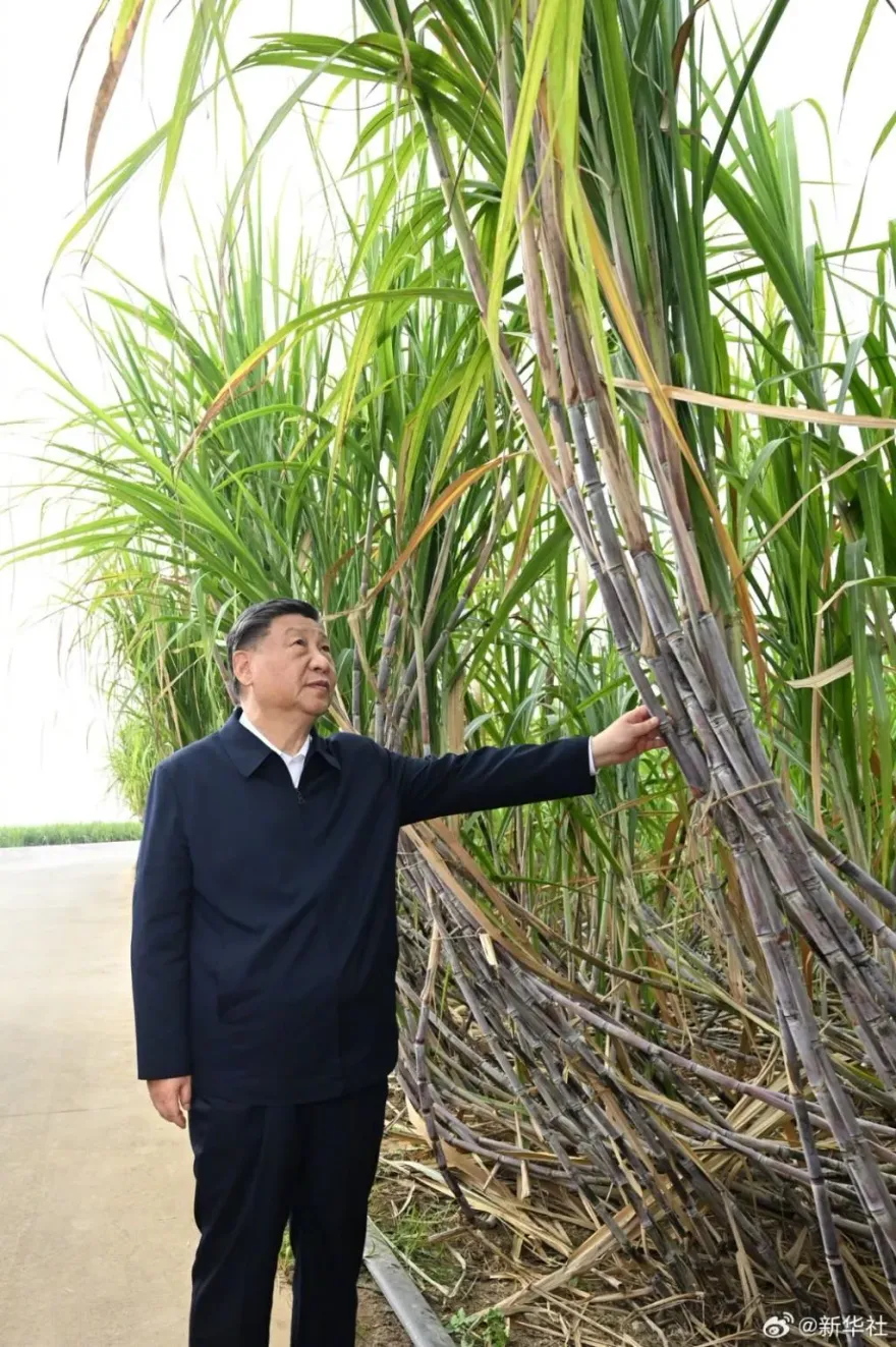 影/「摸到發亮」！習近平廣西考察蔗林成網紅景點　民眾排隊搶打卡