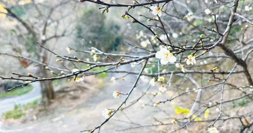 南投搶頭香賞花！冷鋒面接力催生梅花綻放　花況達3成