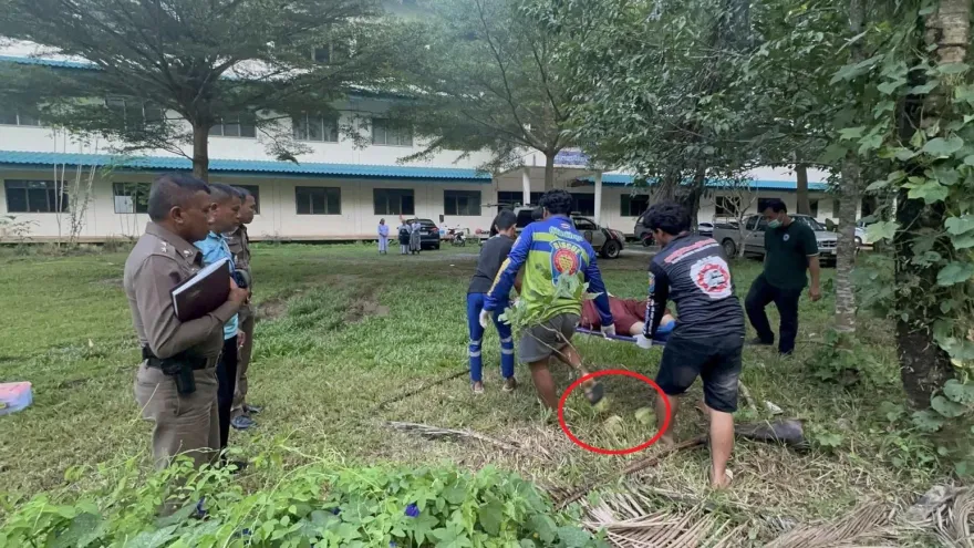 影/尼姑摘椰子做齋飯衰遭「掉落椰子爆頭」　後腦杓凹陷倒地不治亡