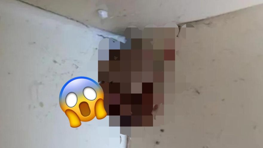 他抬頭驚見天花板現足球大「抱蛋蜘蛛」！　網驚：這個家我不要了炸掉吧