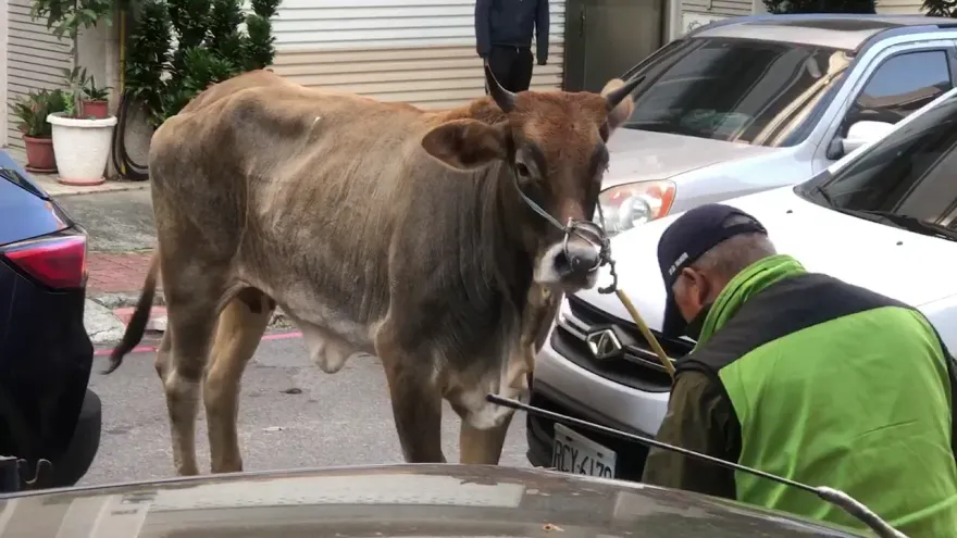 影/新竹聖誕夜「麋牛」奔馳？牛脾氣發作還弄壞車　飼主賠慘了