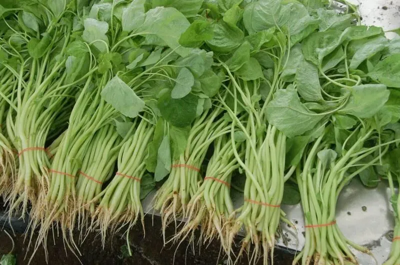 「長壽菜」莧菜5大好處公開！補鈣又補鐵「2類人」吃要小心