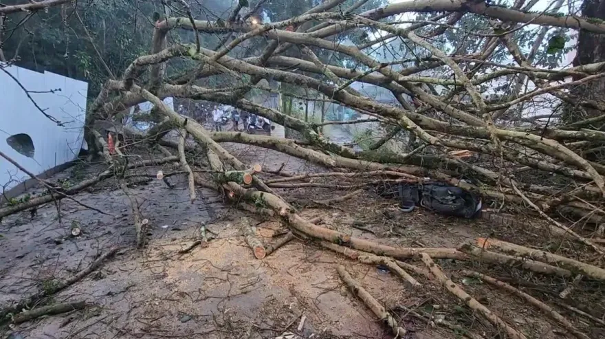影/埔里地理中心碑爆工安意外！「地樹橫降」3晨運民眾遭壓傷　樹倒原因曝