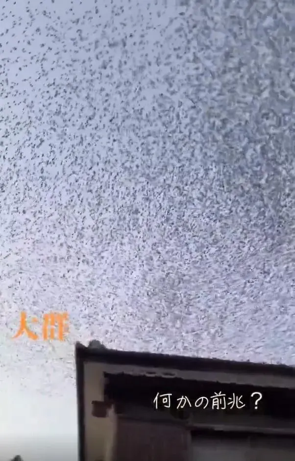 影/日本石川7.6強震前兆？多地目擊「成千上萬黑鳥」恐慌集體亂飛