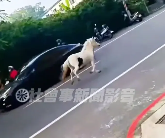 影/台南大街驚見白馬奔馳！飼主家如動物園　3匹馬、孔雀都曾出走過