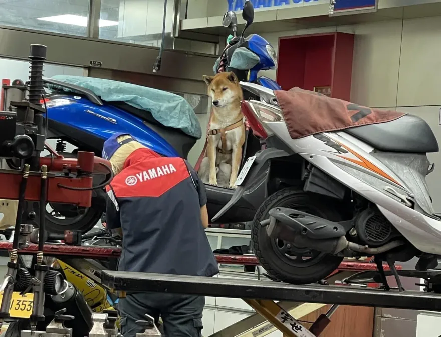 他修車「柴犬臭臉監工」！網笑翻：出包可能會被柴師傅巴頭