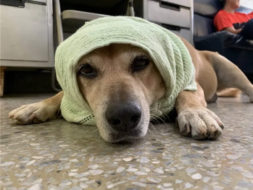感謝陪伴14年！保四忠犬「小黃」不敵病魔離世　員警集資淚別