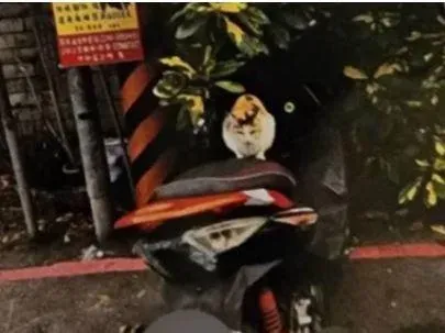 機車違停紅線遭開紅單　他見「超萌一幕」：覺得無所謂了