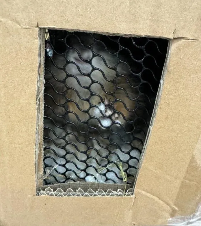 影/基隆港走私230隻活體動物　活鱉、烏龜、土撥鼠困籠中快沒氣