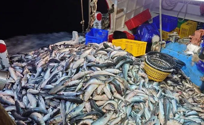 影/大豐收！彰化漁民捕獲1.1萬尾烏魚　單趟進帳逾300萬
