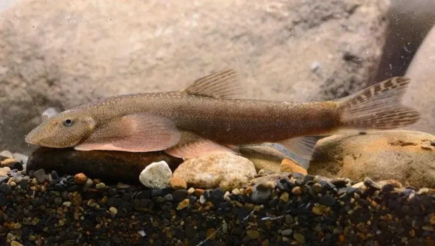 台灣首見特有種淡水魚「玉山間爬岩鰍」　玉管處籲：登山勿隨意干擾