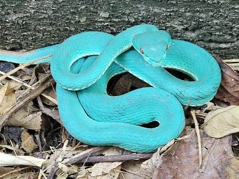 影/赤尾阿凡達？3度巧遇「Tiffany藍青竹絲」卻變胖了　網：夢幻之蛇