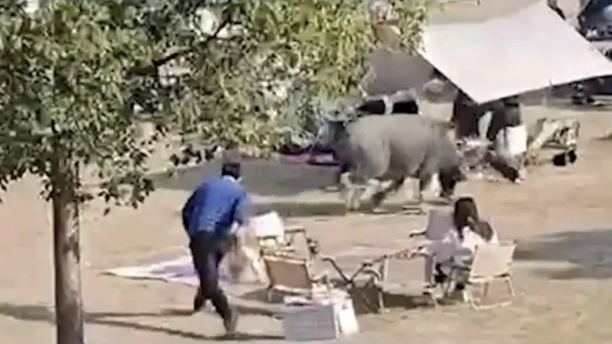 影/不是奔牛節！狂牛闖露營區「撞飛孩童」　眾人逃竄躲避驚險畫面曝
