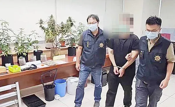 影/自學栽種飄香「國王果汁」！警破獲大麻罕見新品種