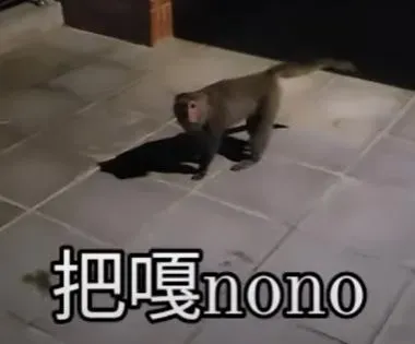 影/獼猴圍攻搶包！高雄女大生崩潰尖叫「把嘎nono」　80秒影片曝光