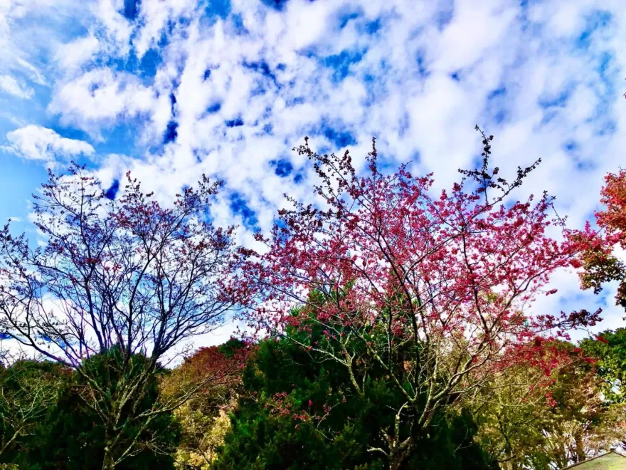 投完票放鬆一下！上山投櫻花一票　大雪山美麗櫻花提前綻放