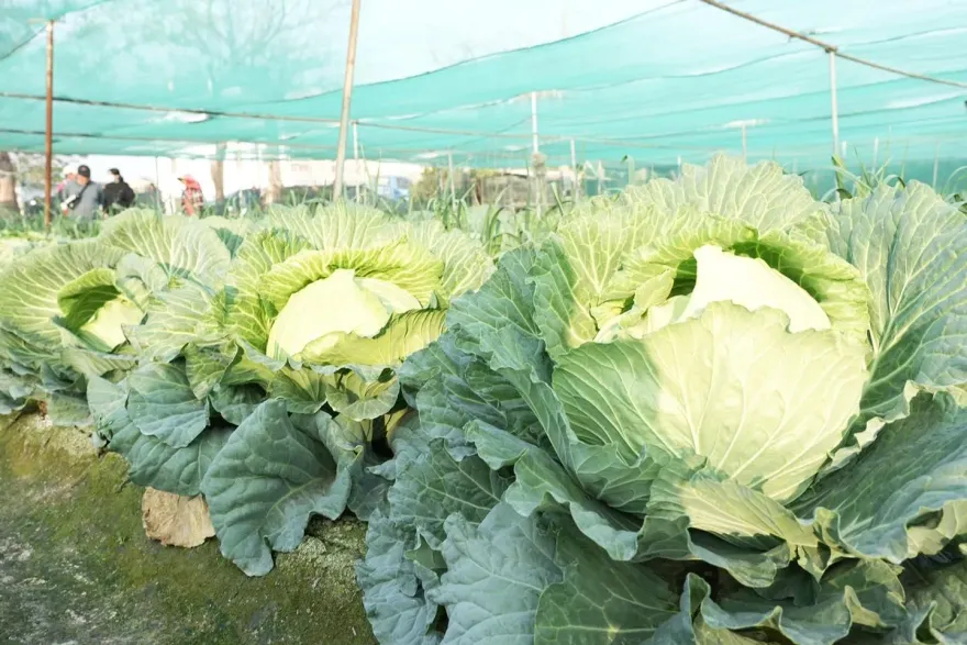 影/被「放大燈」照到？雲林菜農種出巨無霸高麗菜　每顆500元逾20台斤