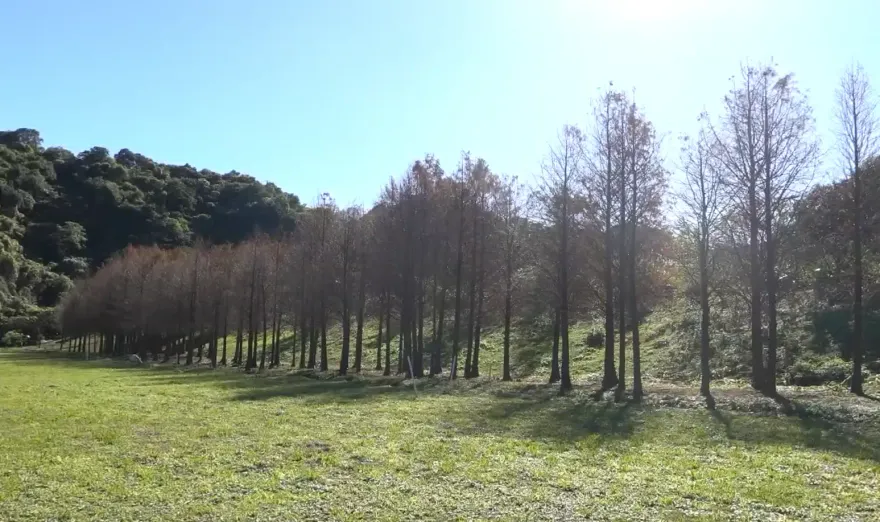 復育成功！基隆垃圾山變仙境　250棵落羽松紅橘色美翻天