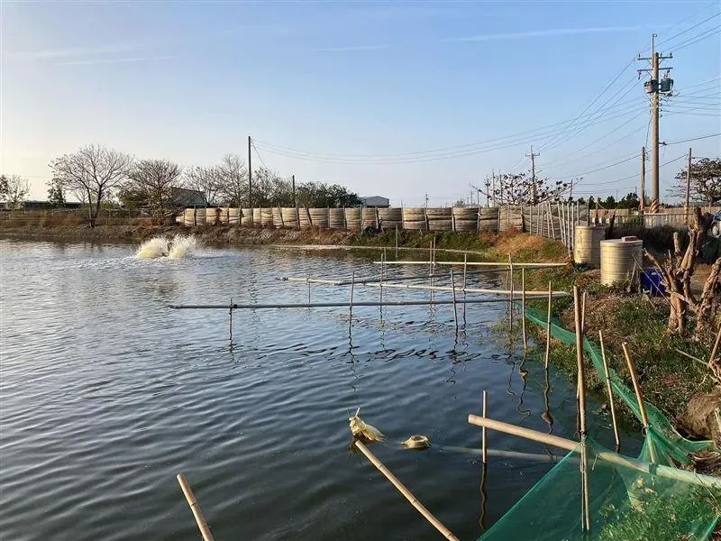 戰「凍」預備！漁業署提醒養殖業者「非常寒冷」　多顧魚塭免寒害