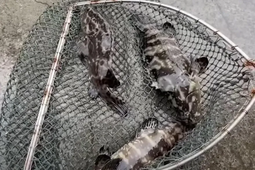 快訊/年後才是魚價試金石！石斑魚傳「大選隔天又被封」　屏東養殖戶曝：指定業者也進不去