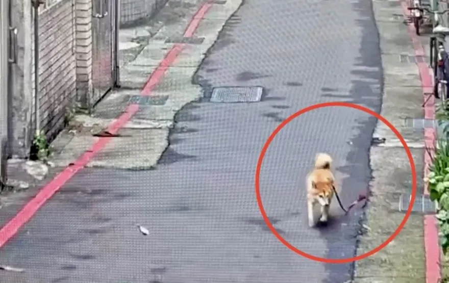 影/萌萌的！愛犬「妹妹」走失飼主急報案　警便當店找到牠正在做這件事